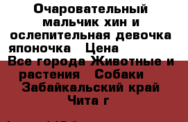 Очаровательный мальчик хин и ослепительная девочка японочка › Цена ­ 16 000 - Все города Животные и растения » Собаки   . Забайкальский край,Чита г.